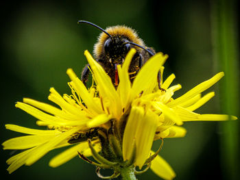 Close-up of bee on yellow flower