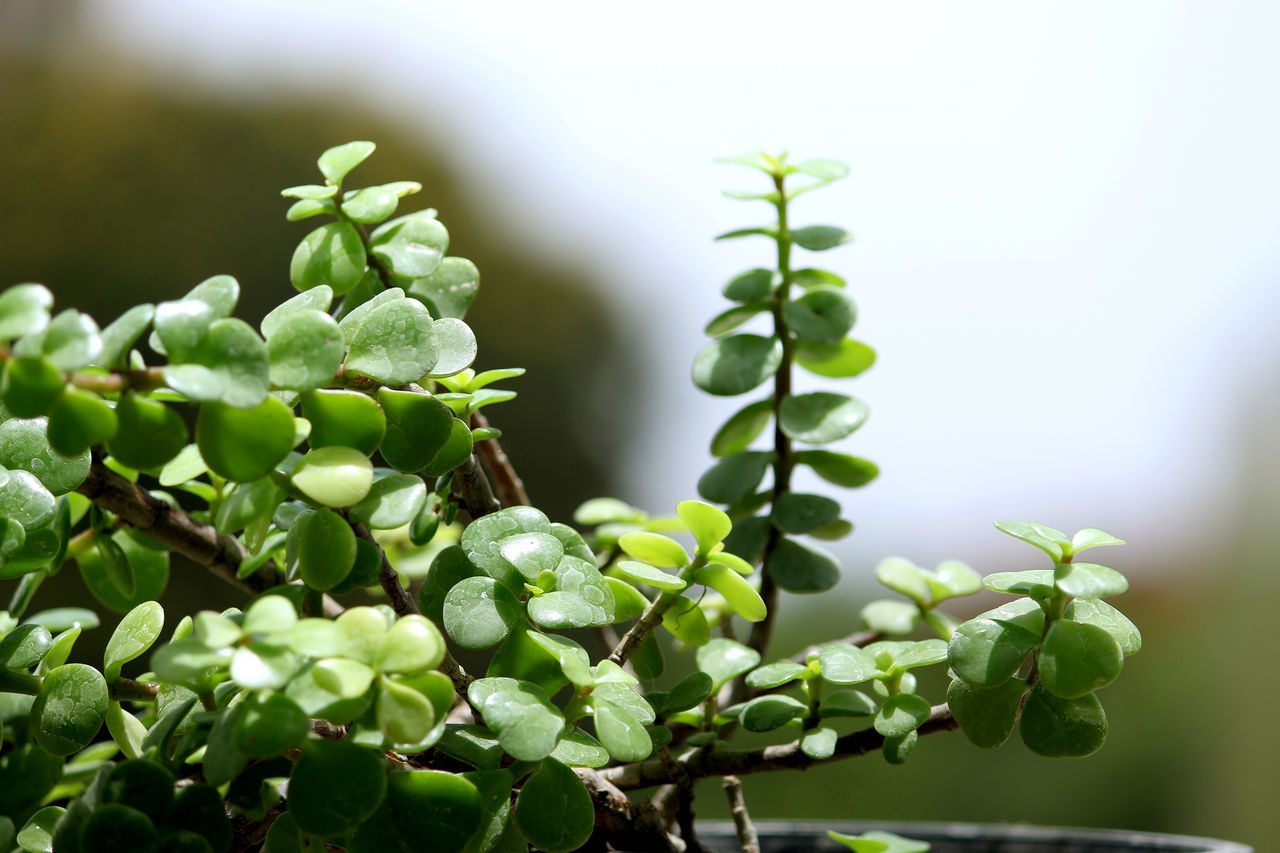 CLOSE-UP OF FRESH GREEN LEAVES