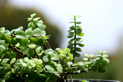 Close-up of fresh green plant