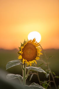 Close-up of sunflower on field against orange sky