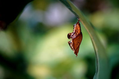Mature pupa of common sergeant butterfly hanging on the leaf