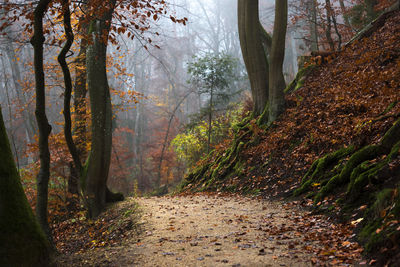 Trees growing in forest during autumn