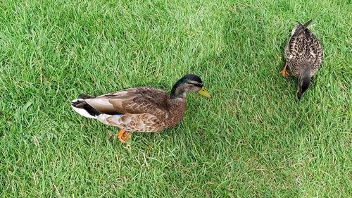 Mallard duck on field