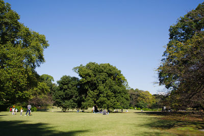 People on field by trees against clear blue sky