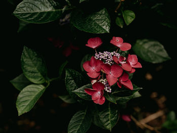 Close-up of red flowering plant