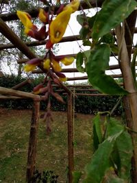 Low angle view of fruits growing on tree