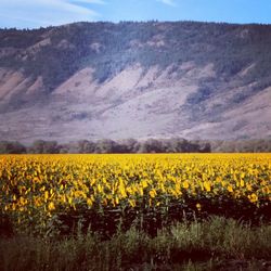 Scenic view of oilseed rape field against sky