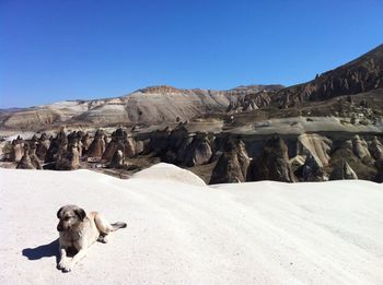 Dogs on snow covered mountain