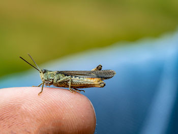 Close-up of insect on hand