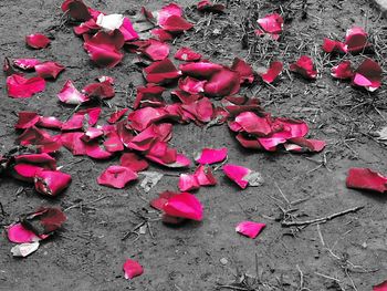Close-up of heart shape with pink petals