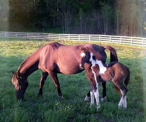 Horse grazing on field