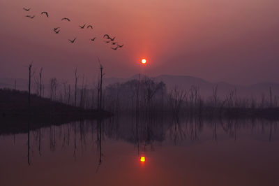 Silhouette birds on lake against sky during sunset