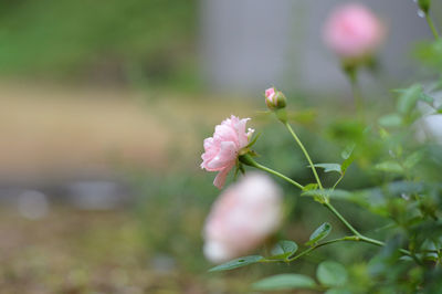 Close-up of pink flowering plant