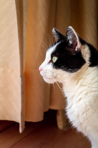 Close-up of cat looking away