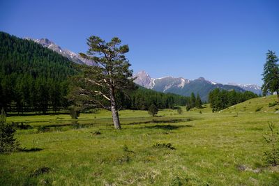 Scenic view of trees on field against sky