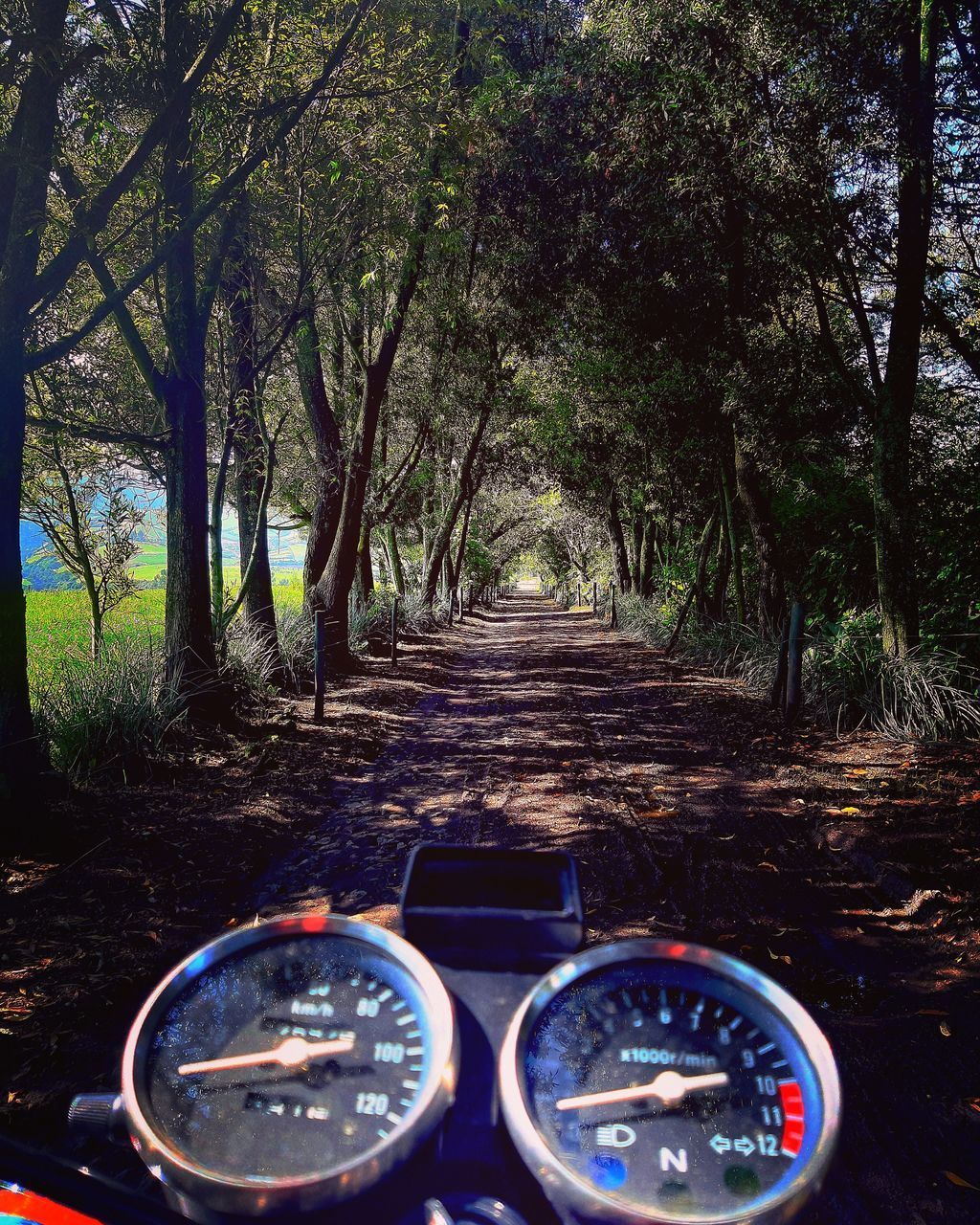 VIEW OF EMPTY ROAD THROUGH TREES