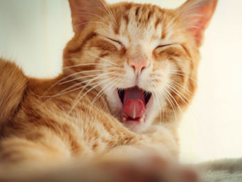 Close-up of cat yawning