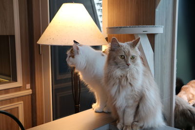 Close-up of cat sitting