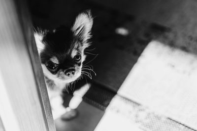 High angle portrait of cat with kitten