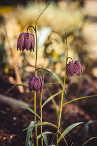 Close-up of purple flowering plant