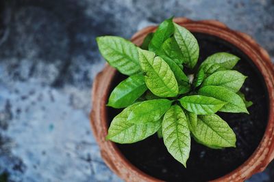 High angle view of potted plant