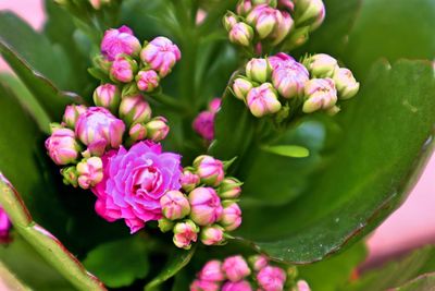 Close-up of pink flowering plants