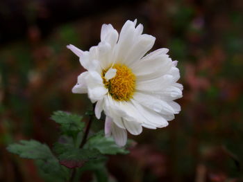 Close-up of flower blooming outdoors