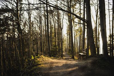 Trees growing in forest