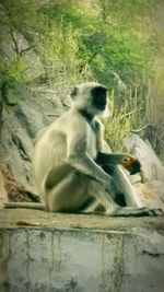 Close-up of monkey sitting on water