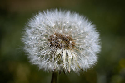 Close-up of dandelion flower