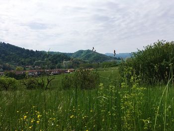 Scenic view of field against sky