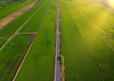 High angle view of agricultural field