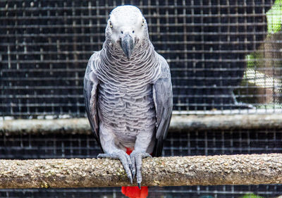 Close-up of parrot in cage