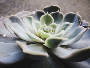 Close-up of succulent plant