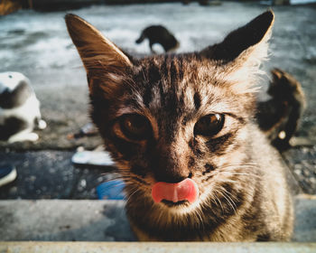 Close-up portrait of cat licking nose