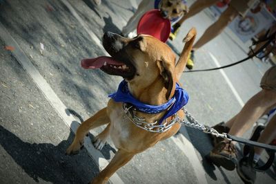 Close-up of dog