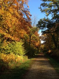 Footpath passing through forest