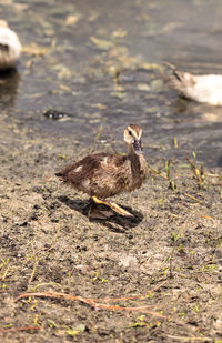 View of birds on land