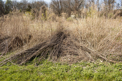 View of dry grass on field