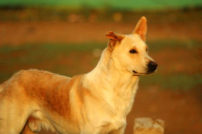 View of a dog looking away
