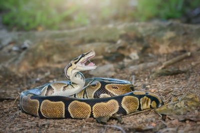 Close-up of lizard on land