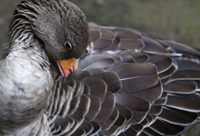 Duck polishing its feathers in budapest