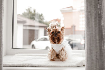 Portrait of a dog looking through window