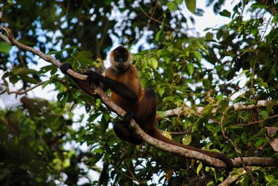 Low angle view of monkey sitting on tree