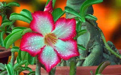 Close-up of pink flowering plant