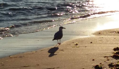 Birds perching on shore at beach
