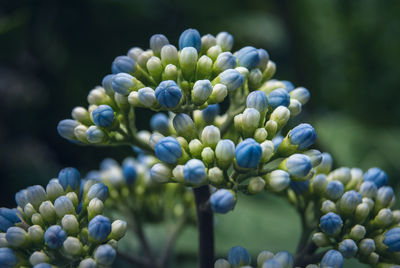 Close-up of blue flowers