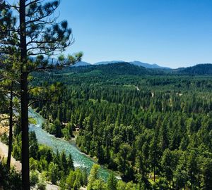 Scenic view of pine trees against sky