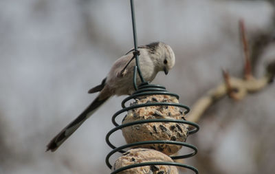 Close-up of bird perching outdoors