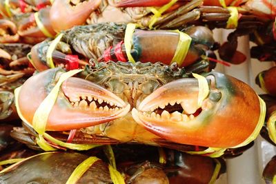 Close-up of tied up crabs